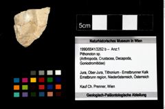 Foto (Objekt + Etikett) von Pithonoton sp.  (NHMW-GEO-1990-0041-3262b)